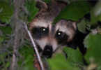 Raccoon hidden