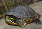 Yellow-bellied slider