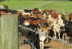 Cows in a farm field.