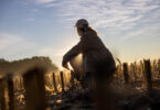 Adult woman with long blond hair tied in a ponytail,wearing a cap,kneeling inside of a stubble field with cut corn plants in the evening,looking at the beautiful sunset at the horizon,sunbeam low angle side view with backlight
