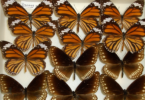 Pinned specimens of common tiger (Danaus genutia) and common crow (Euploea core) butterflies. (Photo by Maria Luisa Müller-Theissen)