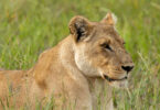 An up-close image of a lioness in her natural habitat.